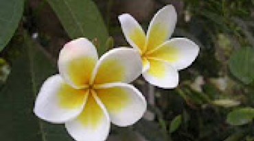 Bài 7: Cách sử dụng từ 'đậy yin', 'chư', 