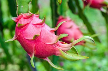 7 điều cấm kỵ đối với người thích ăn quả thanh long